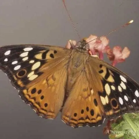 thumbnail for publication: Hackberry Emperor, Asterocampa celtis (Boisduval & Leconte) (Insecta: Lepidoptera: Nymphalidae: Apaturinae)